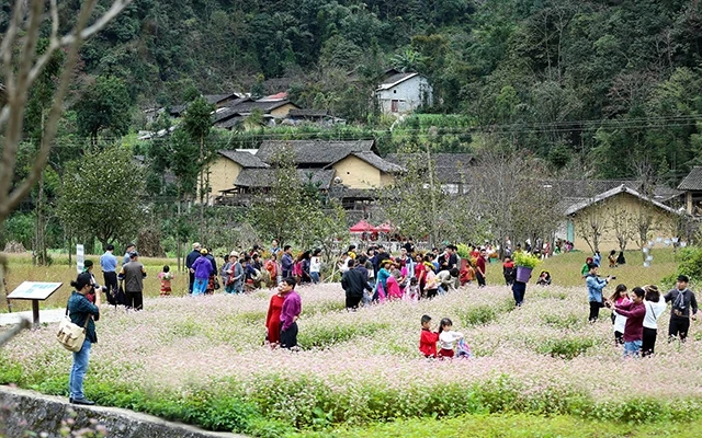 Du khách tham quan vườn hoa tam giác mạch tại Hà Giang. Ảnh: BẢO TRUNG