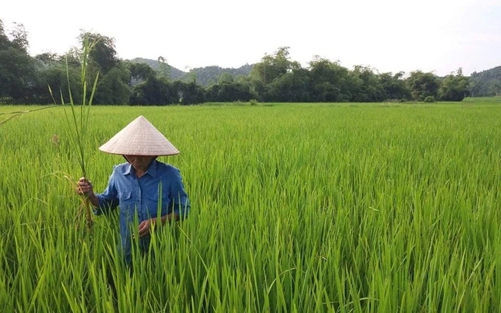 Nông dân xã Phượng Tiến, huyện Định Hóa (Thái Nguyên) kiểm tra đồng ruộng, phòng trừ sâu bệnh hại lúa mùa. Ảnh: MINH THƯ