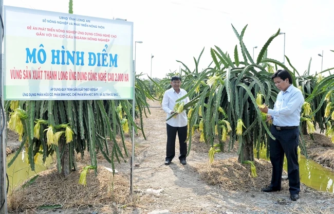 Mô hình điểm vùng sản xuất thanh long ứng dụng công nghệ cao tại huyện Châu Thành (Long An). Ảnh: ĐĂNG KHOA