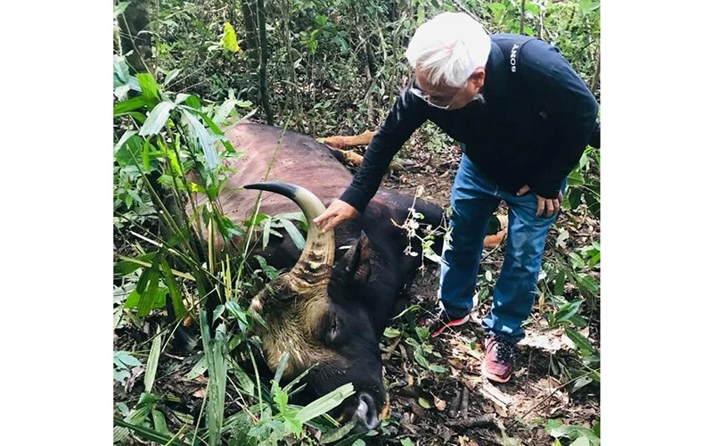 Con bò tót bị chết trong Khu Bảo tồn thiên nhiên văn hóa Đồng Nai.