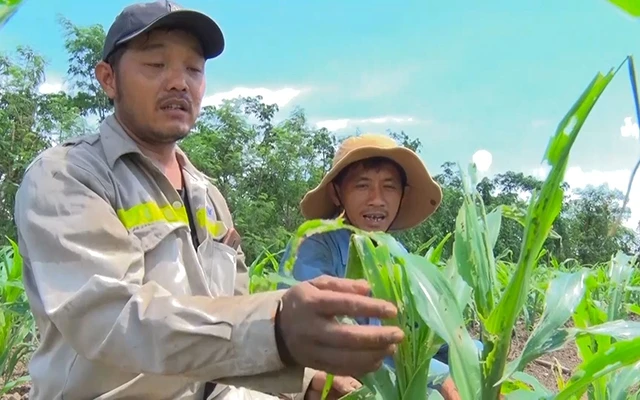 Nhiều diện tích ngô của nông dân ở Đồng Nai bị sâu keo mùa thu phá hoại. 