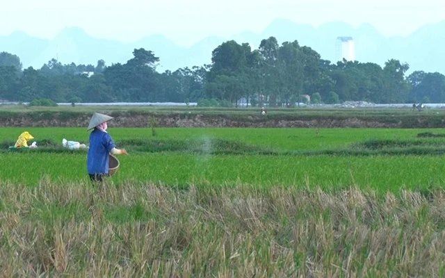 Nhiều thửa ruộng bị bỏ hoang tại xã Nhân Khang, huyện Lý Nhân (Hà Nam).