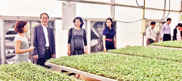Đảng ủy, Ban Giám đốc Tổng công ty Hapro tìm hiểu mô hình sản xuất rau sạch theo tiêu chuẩn VietGAP tại tỉnh Hải Dương. 