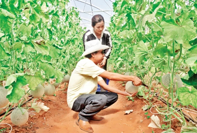 Ông Phạm Văn Minh hướng dẫn kỹ thuật thu hoạch dưa lưới cho công nhân tại Hợp tác xã nông nghiệp công nghệ cao Bình Minh, huyện Bắc Bình (Bình Thuận).