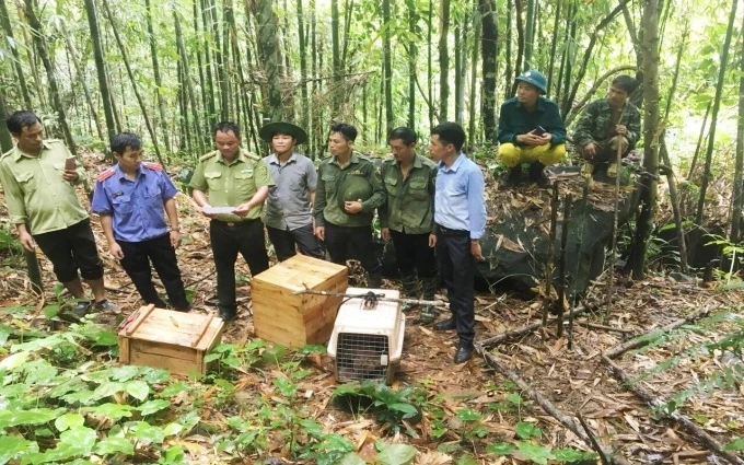 Thả động vật hoang dã về môi trường tự nhiên, ở Vườn quốc gia Hoàng Liên (Sa Pa- Lào Cai).