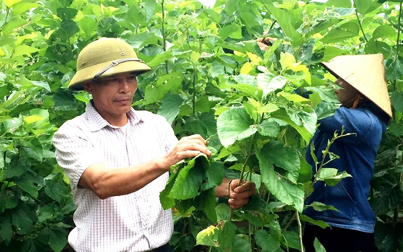 Nông dân huyện Bảo Yên (Lào Cai) trồng dâu, nuôi tằm cho thu nhập ổn định, góp phần xóa nghèo.