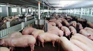 Tăng cường biện pháp kỹ thuật tổng hợp về an toàn sinh học trong chăn nuôi lợn