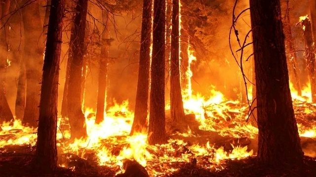 Cháy rừng tại Nga.