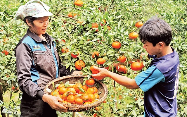 Người dân huyện Cao Phong (Hòa Bình) hưởng lợi khi cây cam được chỉ dẫn địa lý.Ảnh: HỒNG DUYÊN