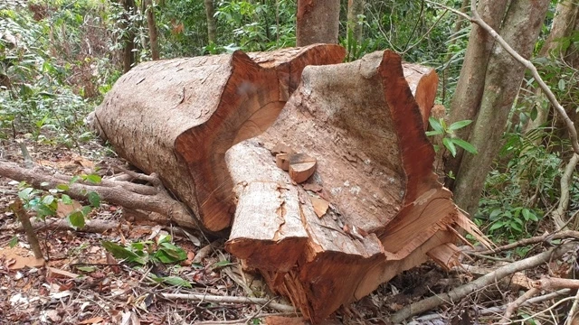 Hàng chục cây gỗ rừng vừa bị chặt phá.