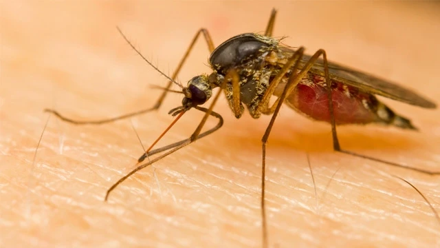Virus sốt xuất huyết là virus ký sinh trên loài muỗi phổ biến nhất (Ảnh: Rappler)