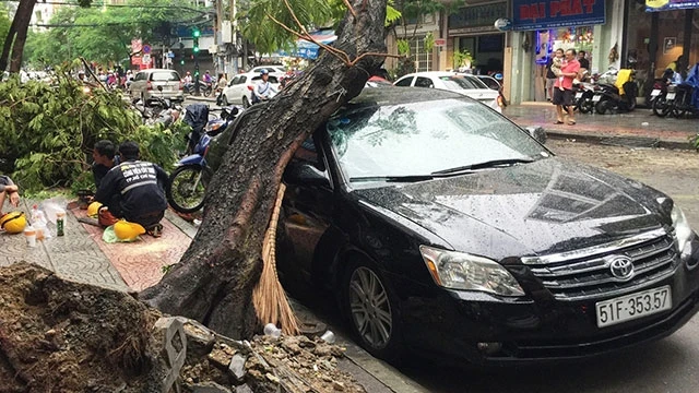 TP Hồ Chí Minh đang bước vào cao điểm mùa mưa và hiểm họa từ cây xanh gãy đổ luôn chực chờ người dân mỗi khi ra đường.