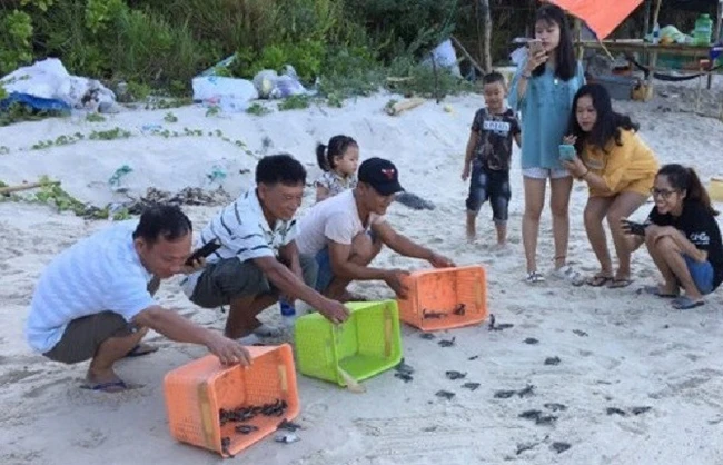 Ban quản lý Bảo tồn biển Cù Lao Chàm thả rùa con ra biển.
