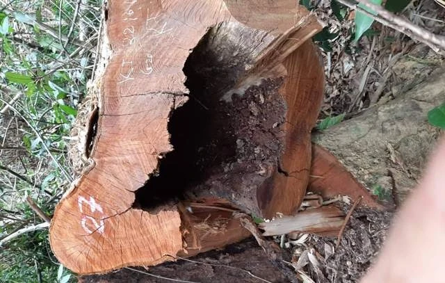 99 cây gỗ trong Vườn quốc gia Pù Mát bị chặt hạ trái phép