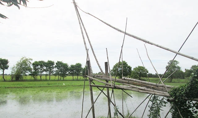 Những vó cá bị treo lưới do nước cạn kiệt trên đồng ở An Giang.