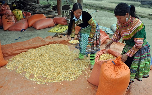 Kỹ thuật trồng ngô trên đất dốc đã giúp người dân xã Xà Hồ, Trạm Tấu (Yên Bái) nâng cao thu nhập, cải thiện đời sống.