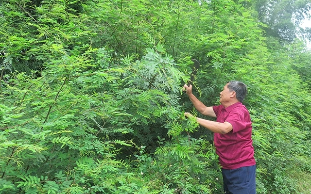 Ông Dương Ngọc Thông ở thôn Hợp Tân, xã Gia Cát, huyện Cao Lộc (Lạng Sơn) phát quang cây mai dương mọc trong vườn.