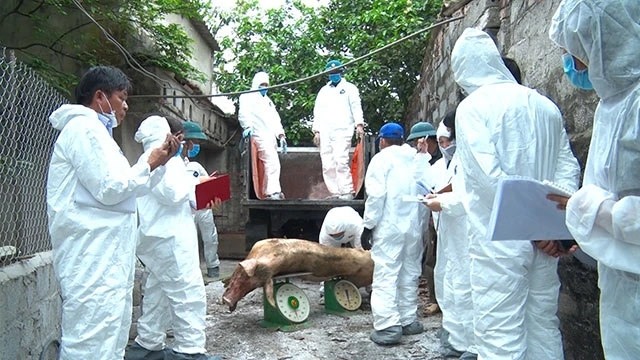 Tiêu hủy lợn bị bệnh dịch tả châu Phi tại xã Liêm Phong, huyện Thanh Liêm (Hà Nam).