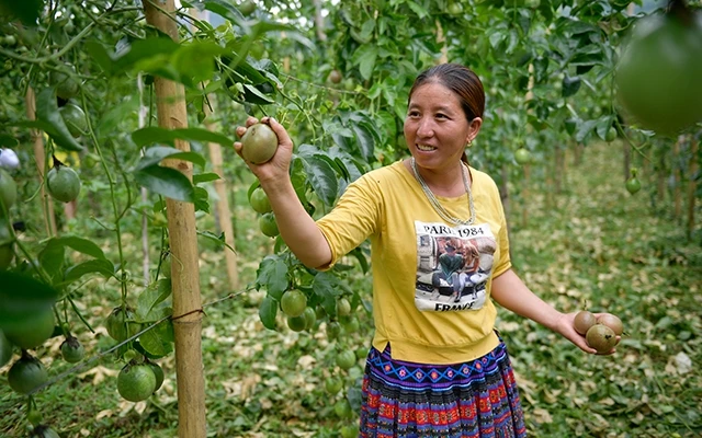 Cây chanh leo giúp nhiều nông dân ở Vân Hồ trở thành triệu phú, tỷ phú. Ảnh: PHẠM TRỌNG TÙNG