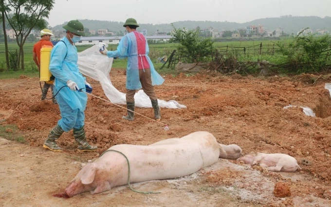 Tính đến nay, tại Việt Nam, dịch tả lợn châu Phi đã xảy ra tại 7.000 xã trên 600 huyện, thành phố trên cả nước.