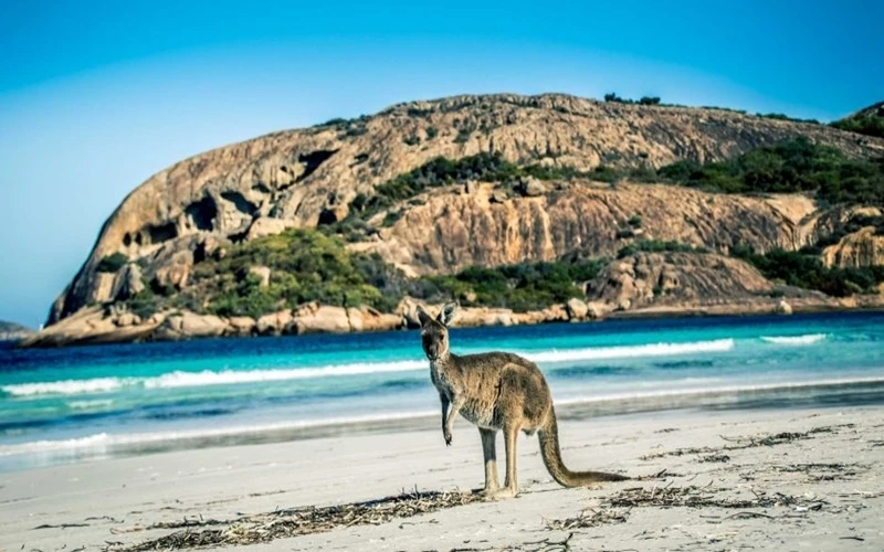 Kangaroo trên bờ biển thuộc Vịnh Lucky, phía tây Australia. (Ảnh: abc.net.au)