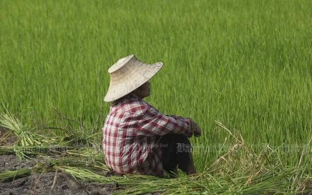Người dân trồng lúa Thái-lan được Chính phủ hỗ trợ giá lúa gạo. (Ảnh: Bangkok Post)