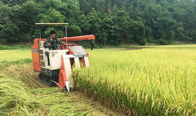 Nông dân huyện Chợ Mới thu hoạch lúa bằng máy gặt, đập liên hợp.