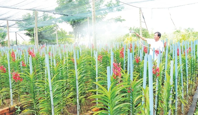 Mô hình trồng hoa lan cho thu nhập cao của nông dân huyện Bình Chánh.