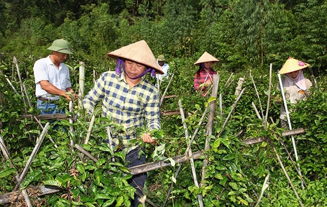 Người dân xã Đạo Trù, huyện Tam Đảo (Vĩnh Phúc) mở rộng mô hình trồng cây ba kích từ vốn vay của Ngân hàng Chính sách xã hội huyện.