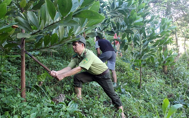 Người dân xã Mường Lạn, huyện Mường Ảng chăm sóc rừng.