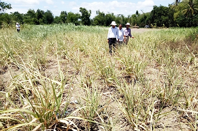 Cây mía trồng ở vùng gò đồi, xã Xuân Sơn Bắc, huyện Đồng Xuân (Phú Yên) bị khô héo do nắng hạn kéo dài. 