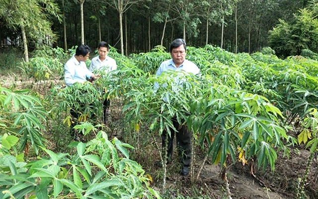 Cán bộ Chi cục Trồng trọt và Bảo vệ thực vật tỉnh Bình Dương kiểm tra ruộng sắn bị nhiễm bệnh khảm lá tại huyện Dầu Tiếng. Ảnh: NGUYÊN VỸ