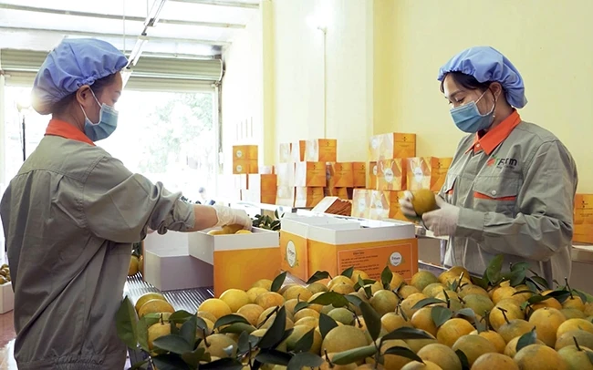 Đóng gói sản phẩm cam lòng vàng tại Hợp tác xã 3T nông sản Cao Phong (Hòa Bình). Ảnh: THỦY VŨ