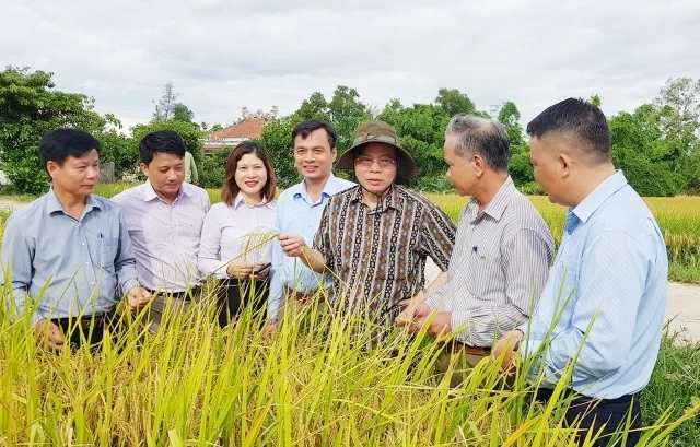 Phó Chủ tịch Quốc hội Phùng Quốc Hiển (đội mũ) thăm lúa hữu cơ của công ty liên kết sản xuất tại HTX Phước Thị, xã Gio Mỹ.