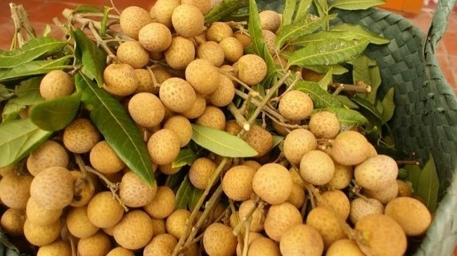 Nhãn là loại trái cây thứ tư của Việt Nam được phép xuất khẩu sang thị trường Australia sau vải, xoài và thanh long.