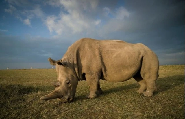 Najin là một trong hai cá thể tê giác trắng phương Bắc cuối cùng trên hành tinh.