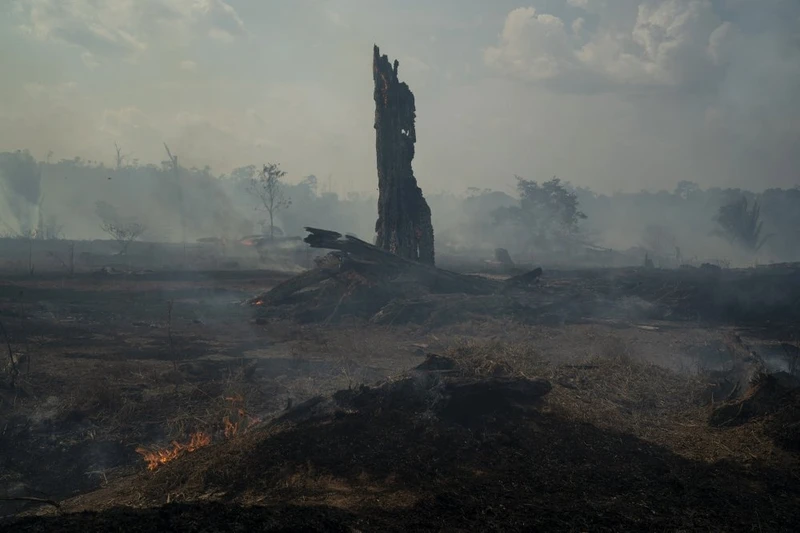 Rừng Amazon ở Altamira, Brazil bị đốt để lấy đất canh tác (Ảnh: AP)