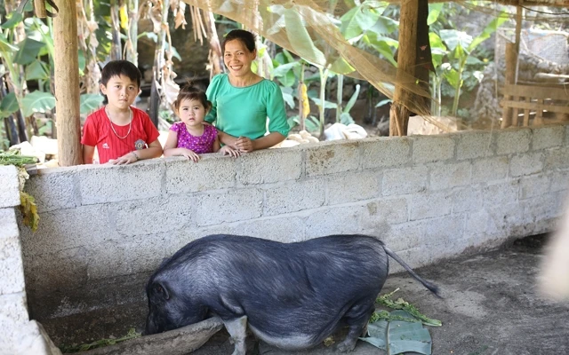 Nuôi lợn giúp cải thiện đời sống người dân địa phương (Ảnh: ChildFund Việt Nam).
