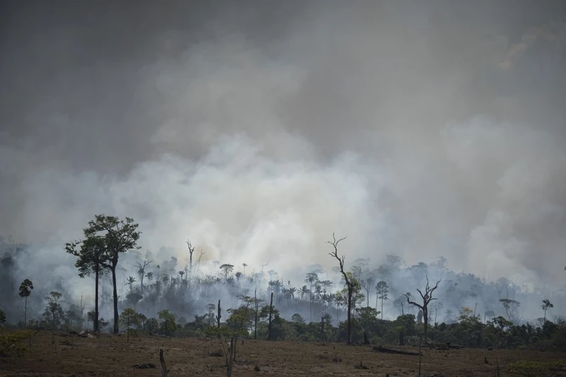 Hoạt động đốt rừng lấy đất canh tác được cho là nguyên nhân bùng phát cháy rừng Amazon trên diện rộng (Ảnh: AP)