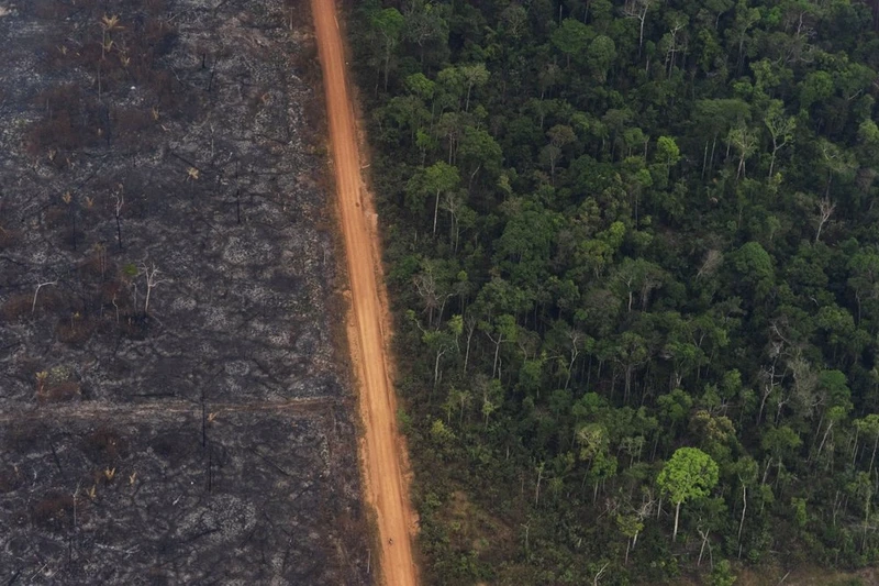 Một vạt rừng xanh tươi bên cạnh cánh rừng cháy trơ trọi ở Vila Nova Samuel, Brazil (Ảnh: AP)