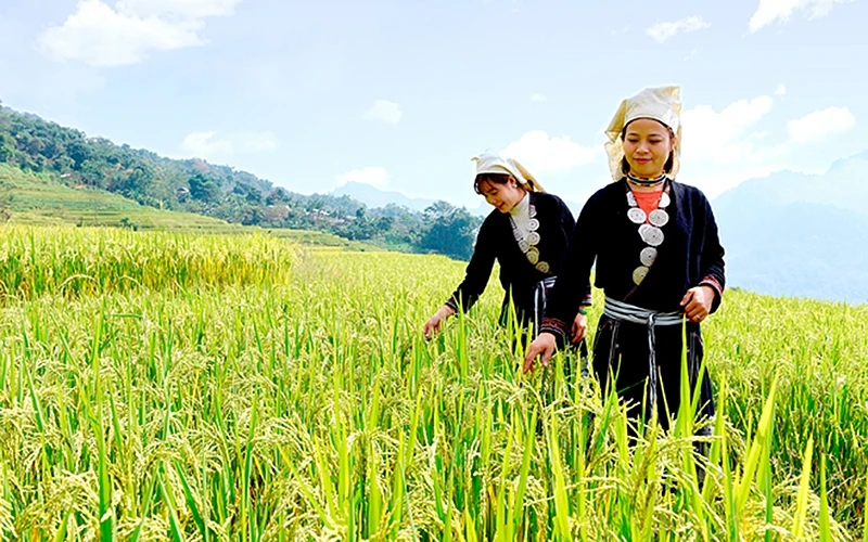 Thiếu nữ Dao Tiền xã Hồng Thái, huyện Na Hang, tỉnh Tuyên Quang thăm lúa trên ruộng bậc thang. Ảnh: Quốc Việt