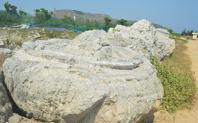 Di sản san hô hóa thạch trên đảo Lý Sơn.