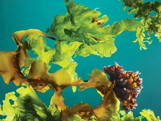 Một hỗn hợp tảo bẹ, rêu Ailen và rau diếp biển được thu hoạch ngoài khơi bờ biển Maine.