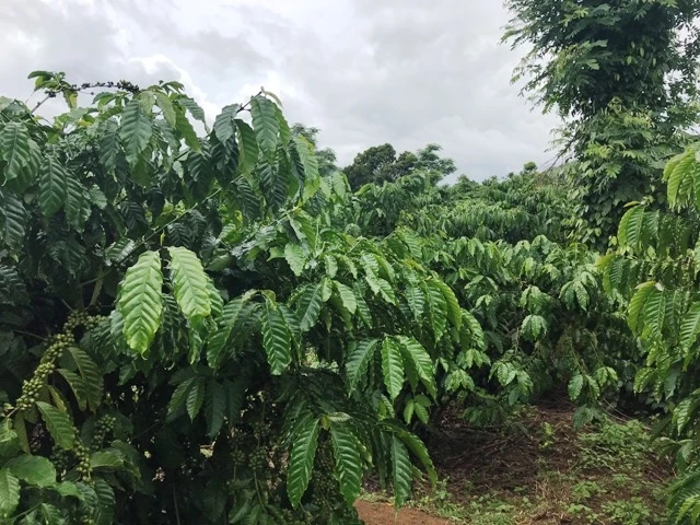 Các vườn cà-phê bị vàng lá, rụng trái tại xã Quảng Hòa, huyện Đác Glong, tỉnh Đác Nông sau khi được phục hồi.
