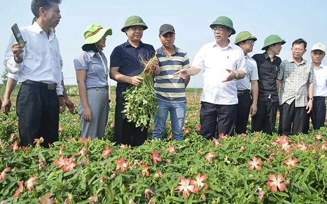 Các đồng chí lãnh đạo tỉnh kiểm tra mô hình trồng thực nghiệm cây sâm Bố Chính tại thôn An Nha, xã Gio An, huyện Gio Linh. Ảnh: ĐỨC VIỆT
