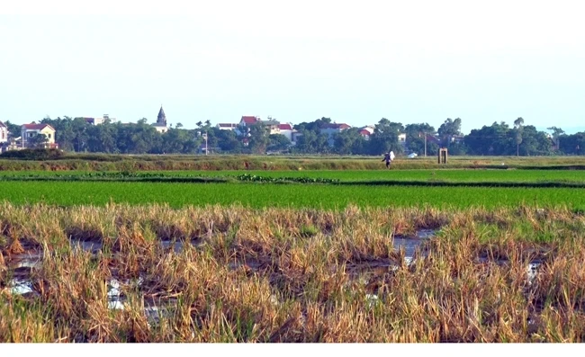 Những thửa ruộng hai vụ lúa ở xã Tiên Tân, TP Phủ Lý, Hà Nam đang bị bỏ hoang.