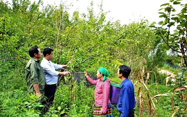 Trồng cây ăn quả ôn đới ở xã Lùng Sui, huyện Si Ma Cai đem lại hiệu quả kinh tế cao.