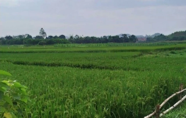  Cánh đồng xóm Kim Cương, xã Cây Thị vẫn cấy lúa bình thường, nhưng xác định đền bù 100% sản lượng là chưa phù hợp với thực tế.