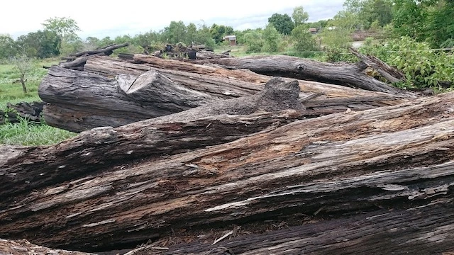 Do không bán được và không bảo quản tốt, hàng trăm m3 gỗ từ nhóm II đến nhóm VIII trục vớt từ lòng hồ Ea Súp Hạ nằm phơi mưa, phơi nắng nhiều năm nay và ngày càng bị hư hỏng, mục nát.