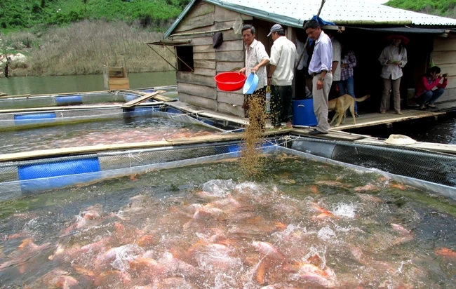 Người dân nuôi cá lồng bè trên lòng hồ thủy điện Sông Tranh 2.